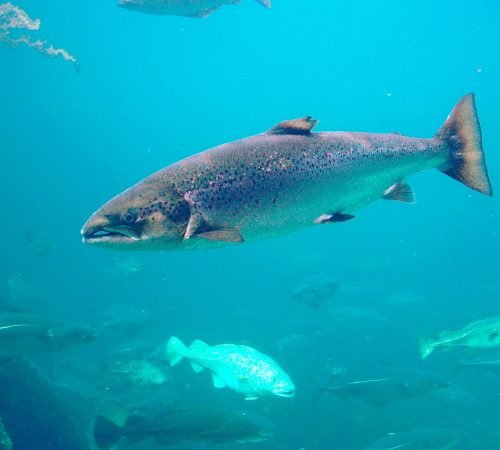 Atlantic Salmon, Salmo salar, Taken thru glas, in Atlanterhavsparken, Ålesund, Norway - Hans-Petter Fjeld
